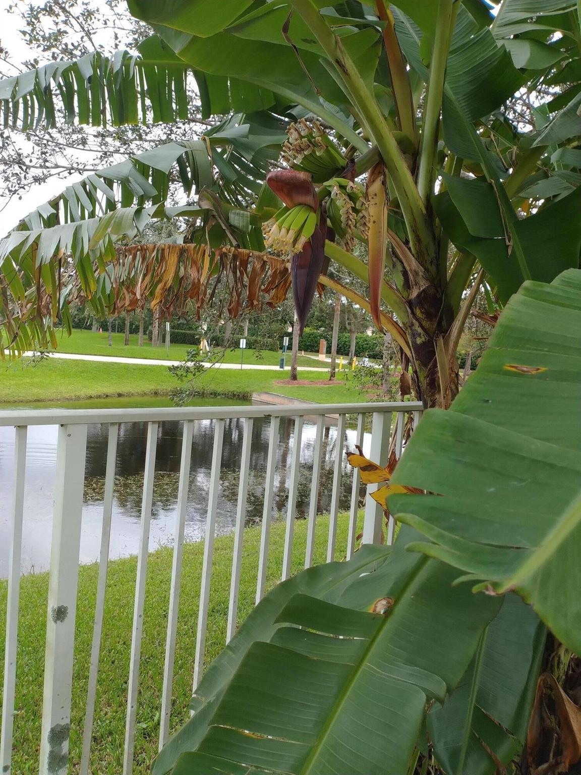 BANYAN TRAILS - Residential