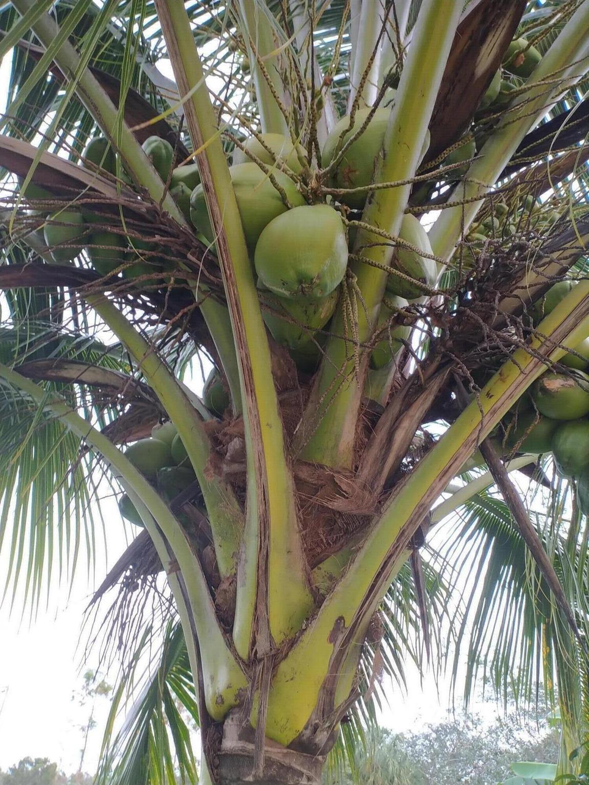 BANYAN TRAILS - Residential