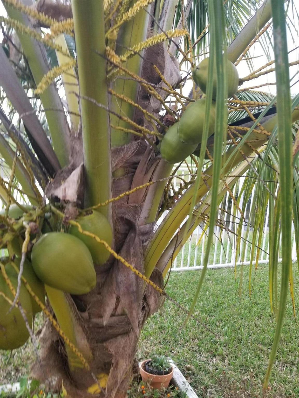 BANYAN TRAILS - Residential