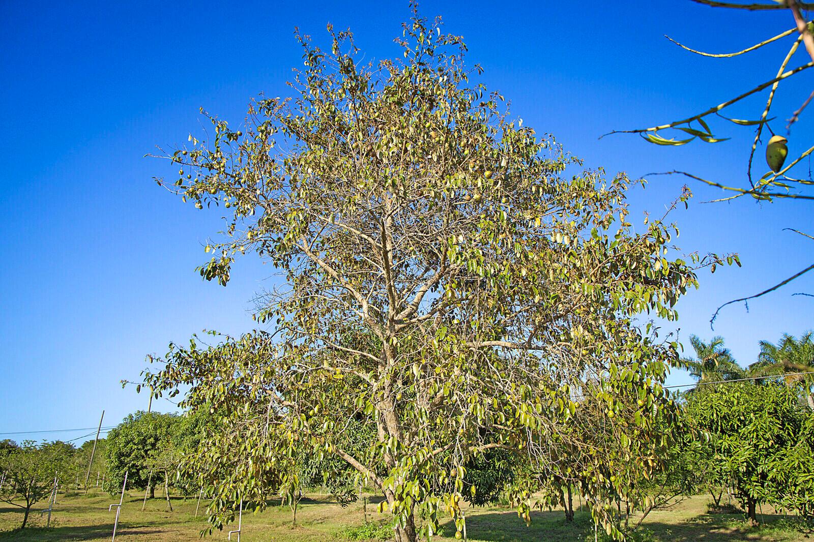 LOXAHATCHEE GROVES - Land