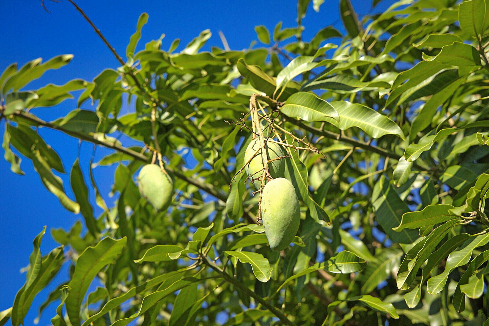 LOXAHATCHEE GROVES - Land