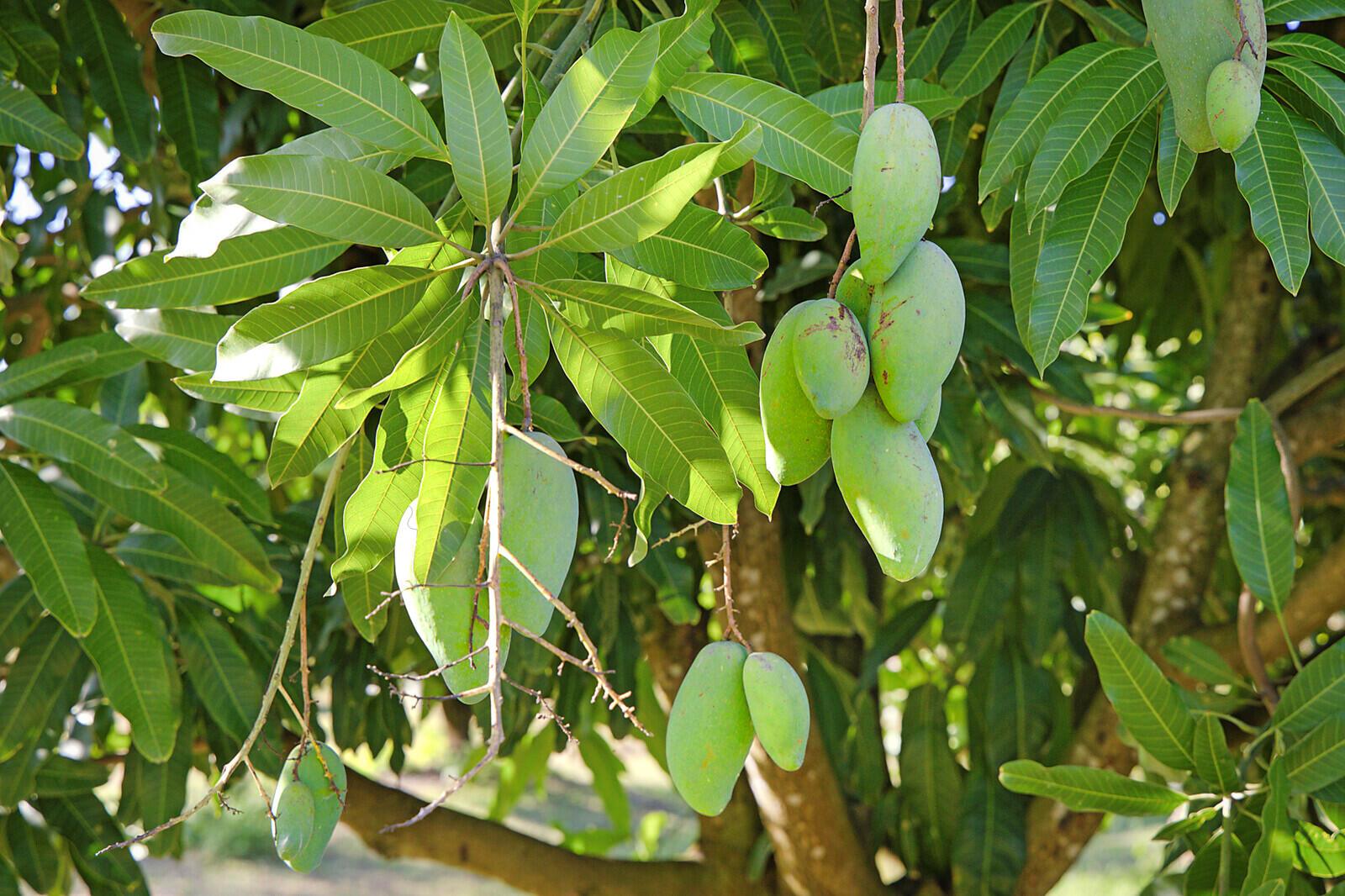 LOXAHATCHEE GROVES - Land