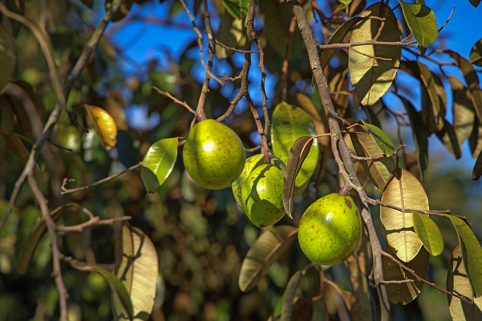 LOXAHATCHEE GROVES - Land