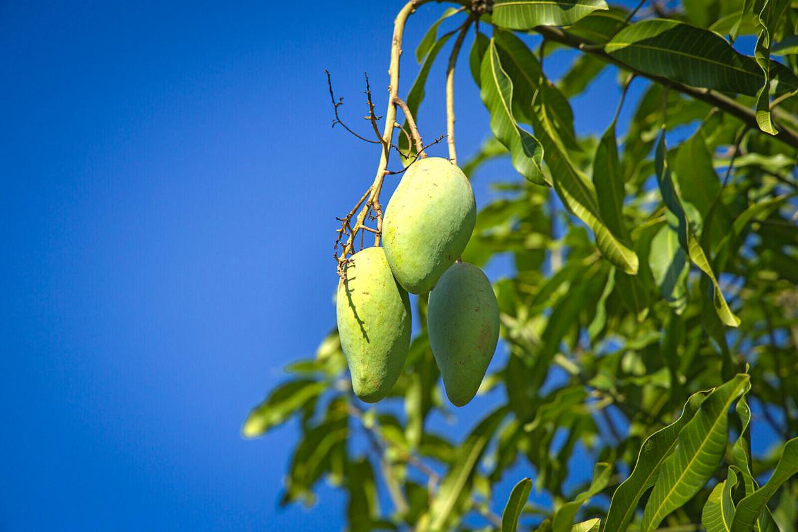 LOXAHATCHEE GROVES - Land