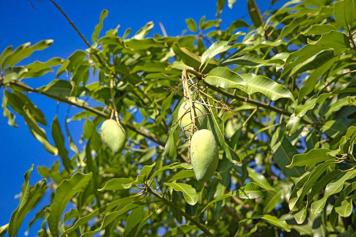 LOXAHATCHEE GROVES - Land