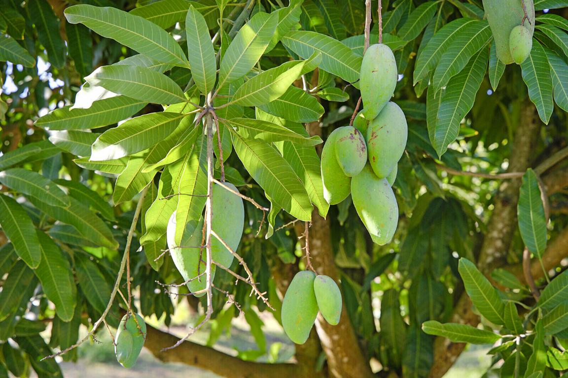 LOXAHATCHEE GROVES - Land