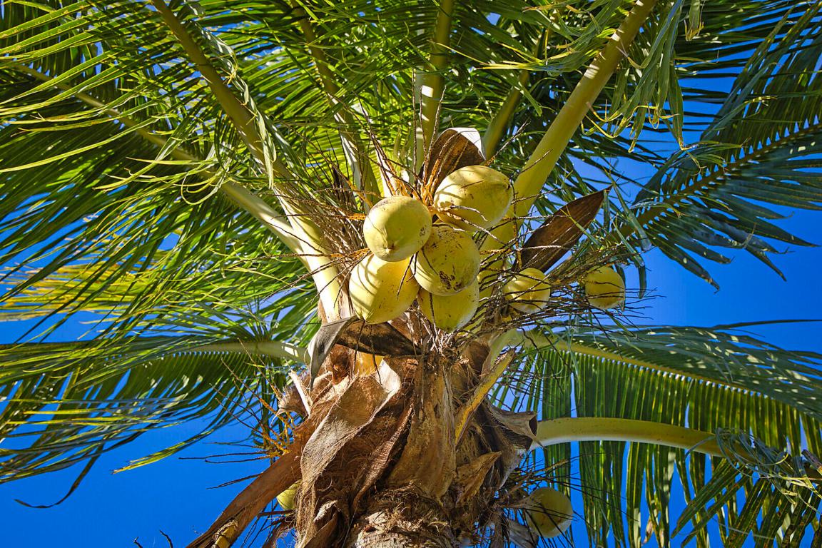 LOXAHATCHEE GROVES - Land