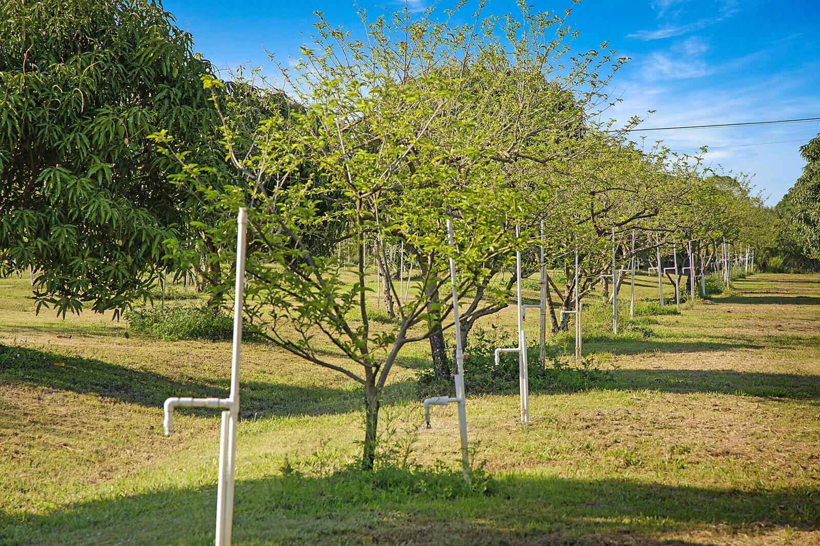 LOXAHATCHEE GROVES - Land