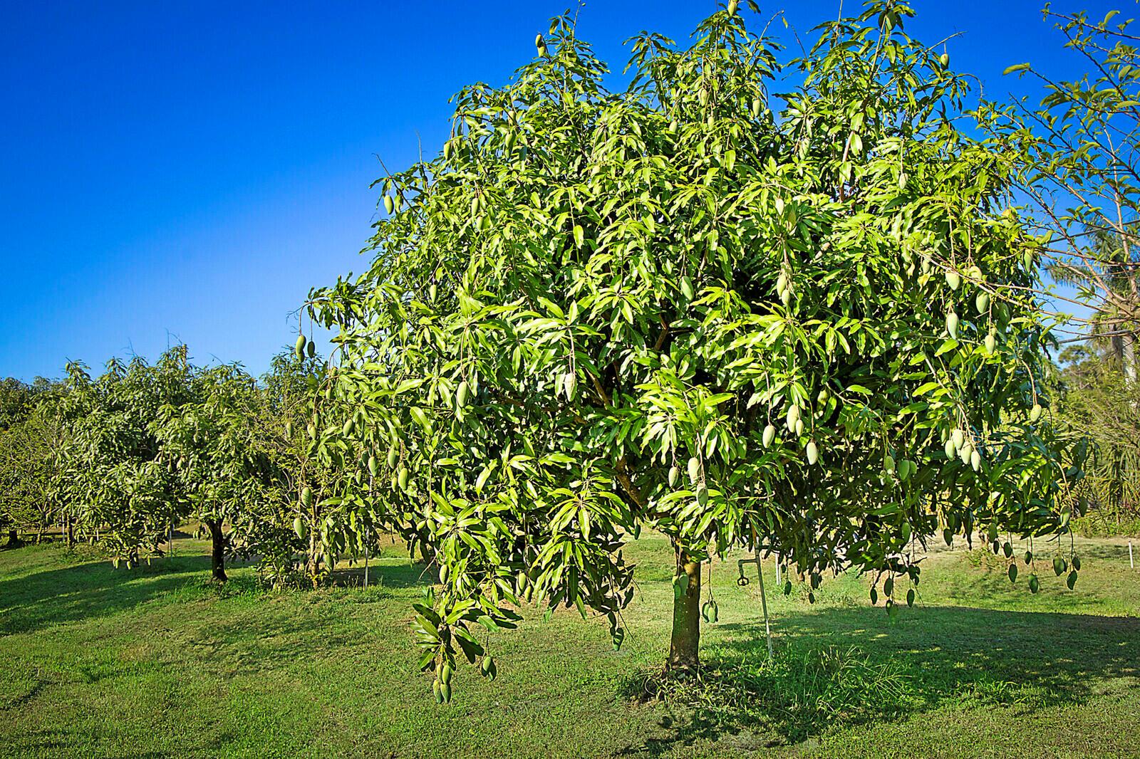 LOXAHATCHEE GROVES - Land