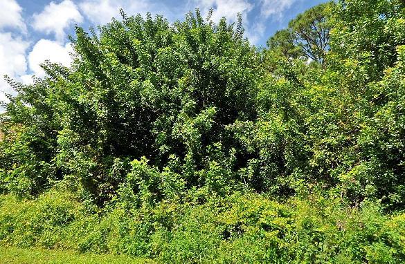 Build your new home on this beautiful lot in desired area of Port St. Lucie!!