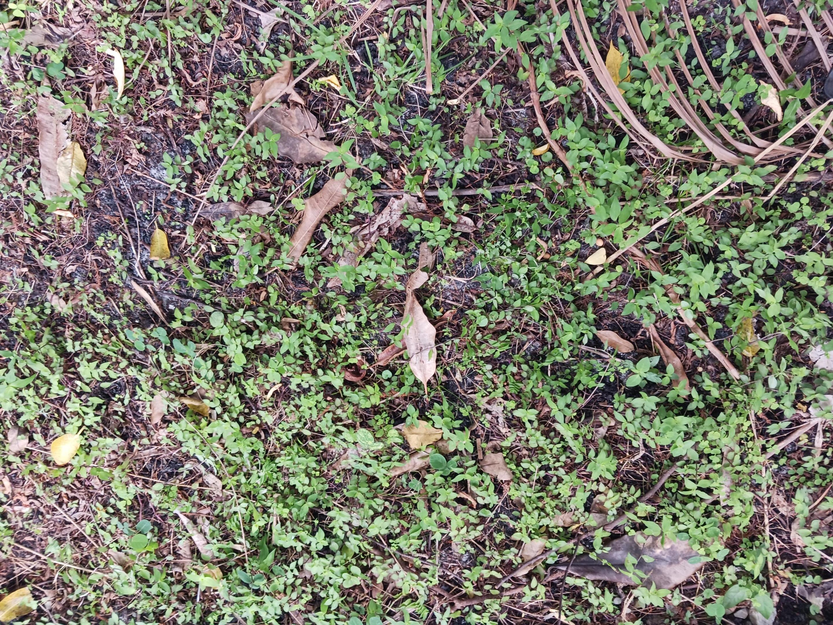 RAINBOW LAKES - Land