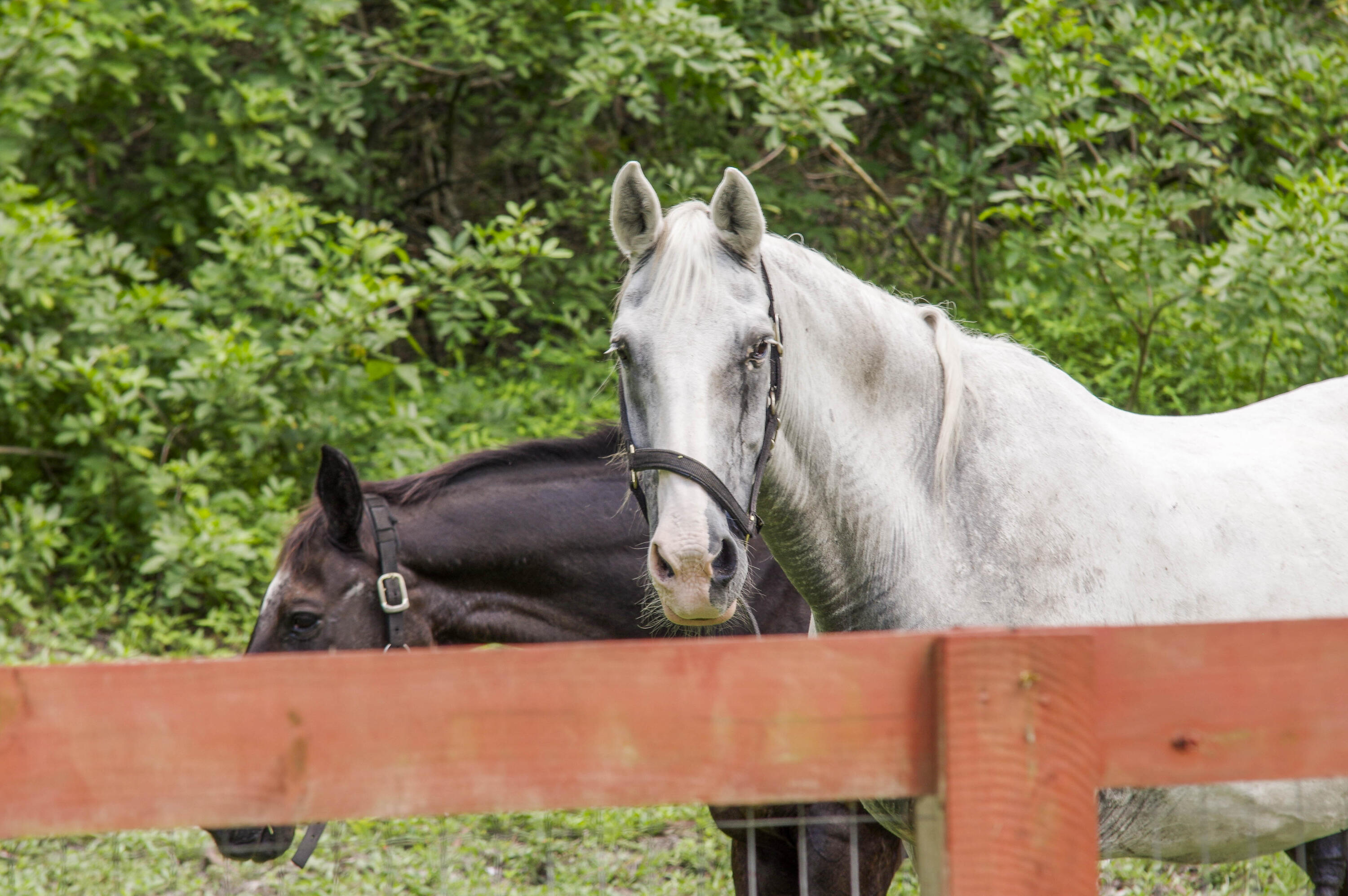 Caloosa - Residential