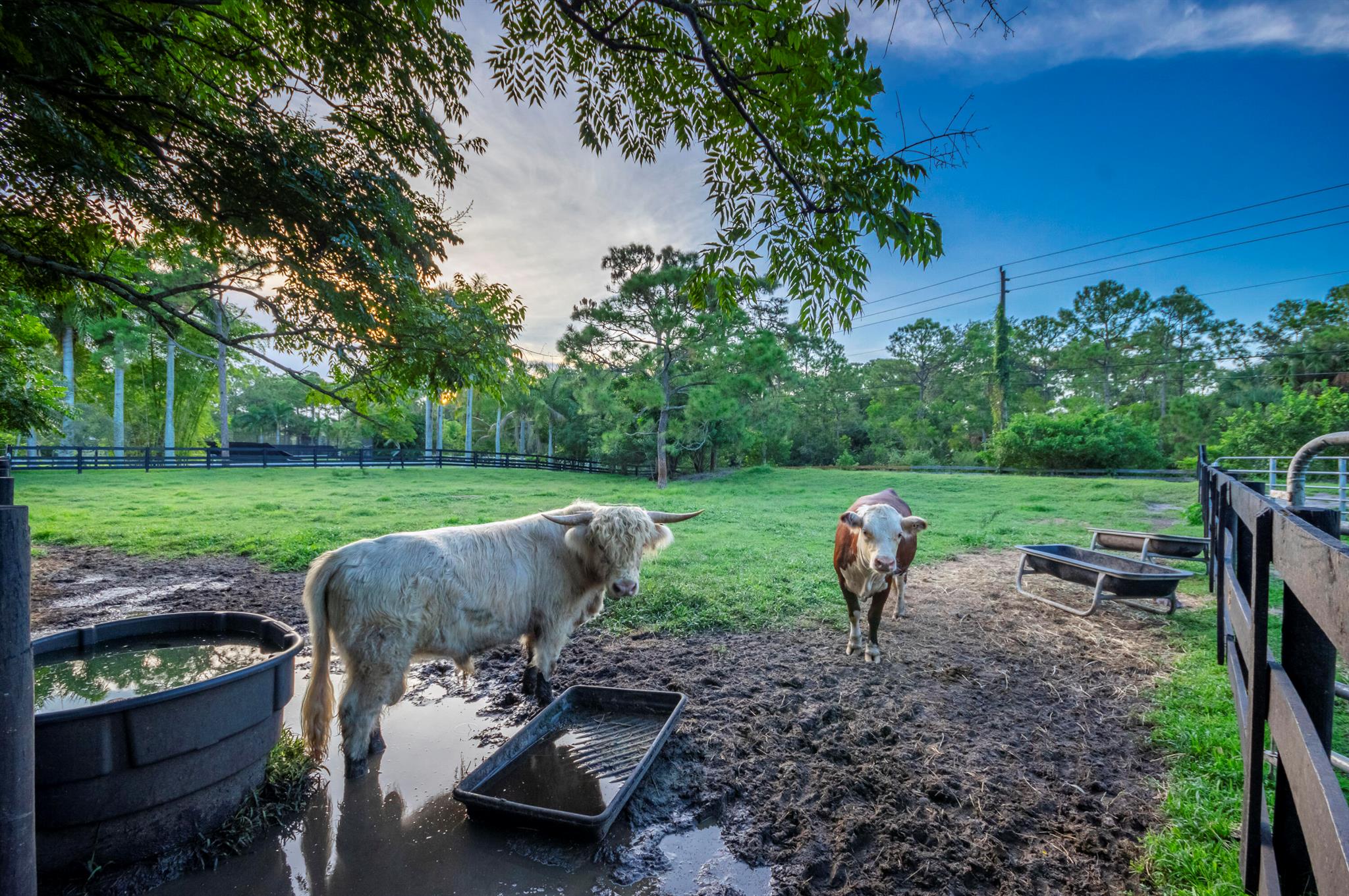 Caloosa - Residential