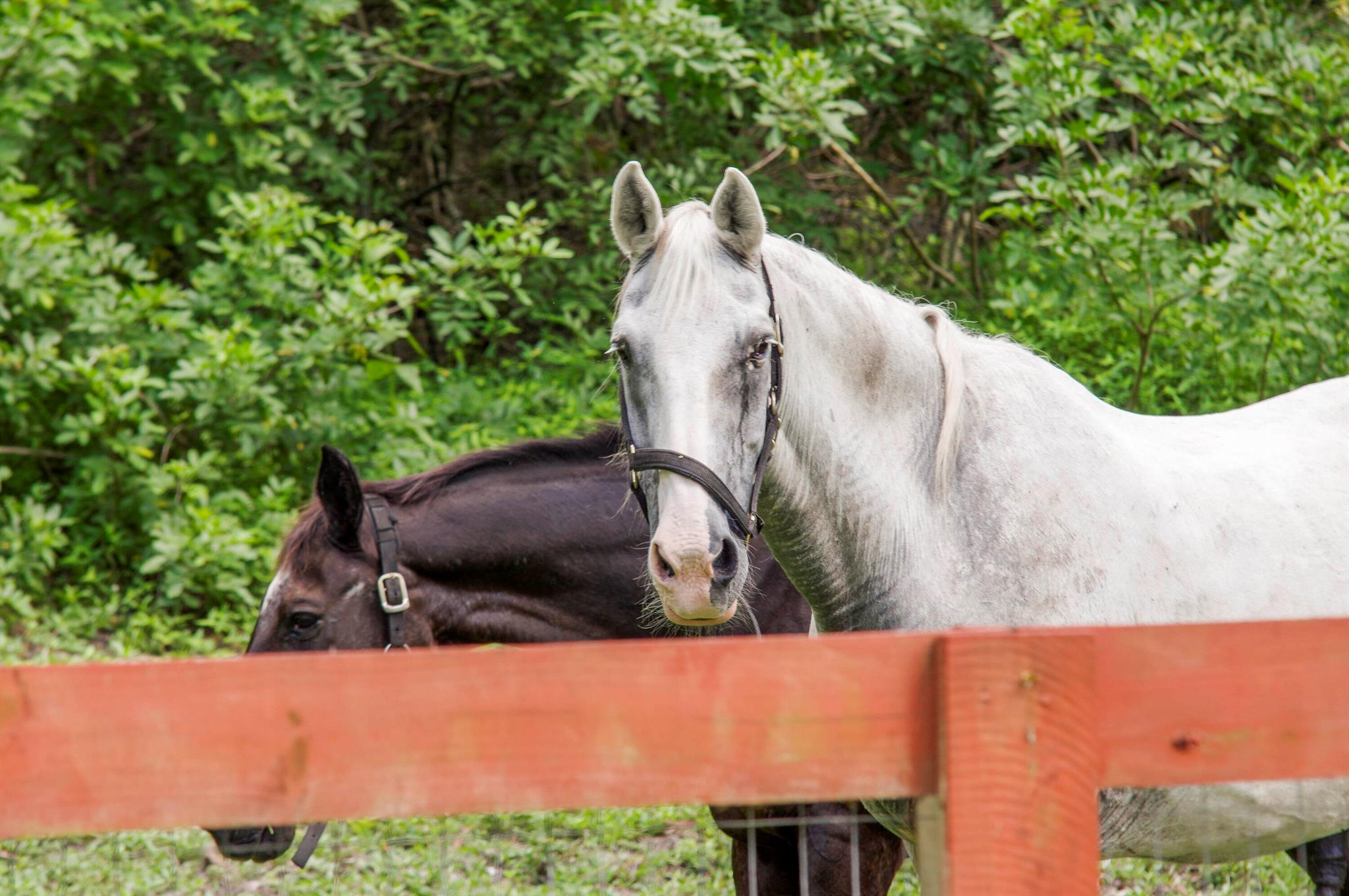 Caloosa - Residential