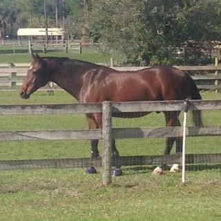 LOXAHATCHEE GROVES - Land