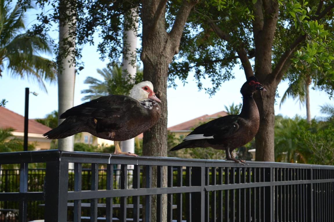 HARBOUR OAKS - Residential Lease