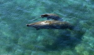 2700 NORTH OCEAN CONDO - Residential Lease