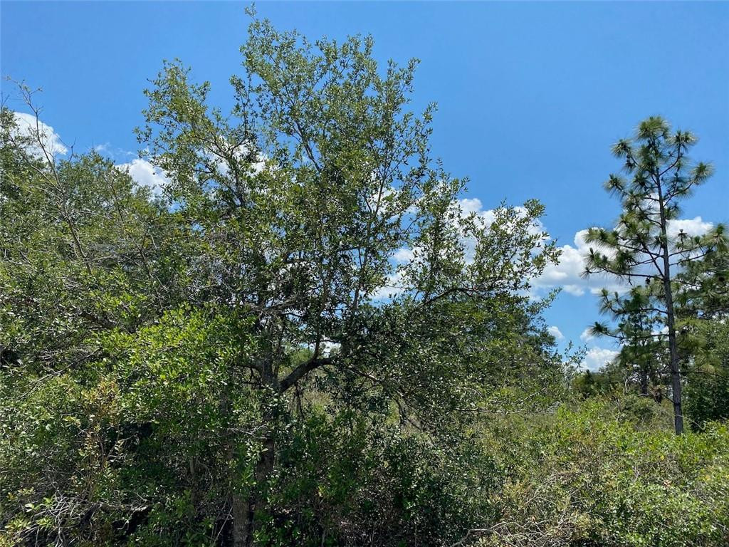 Indian Lake Estates - Land