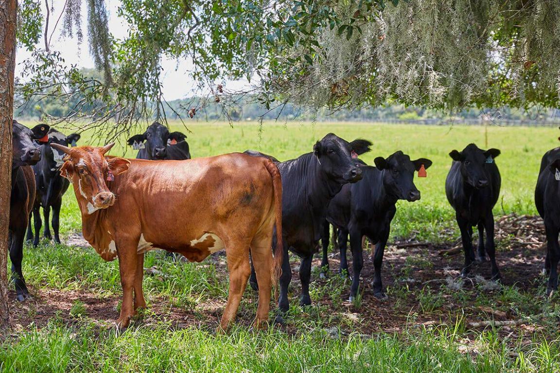 MARTIN COUNTY RANCH COMMUNITY - Land