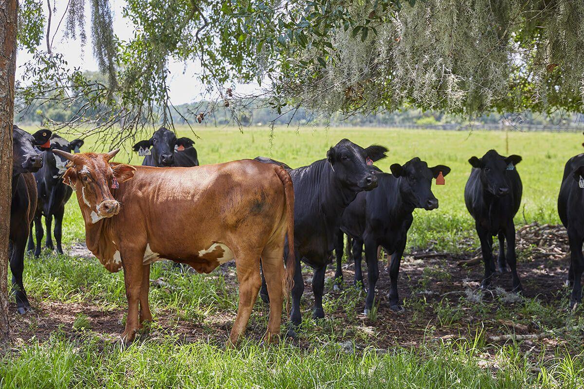 MARTIN COUNTY RANCH COMMUNITY - Land
