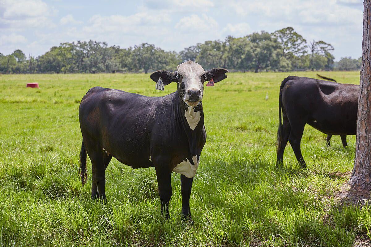 MARTIN COUNTY RANCH COMMUNITY - Land