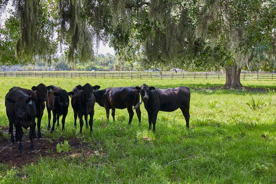 MARTIN COUNTY RANCH COMMUNITY - Land