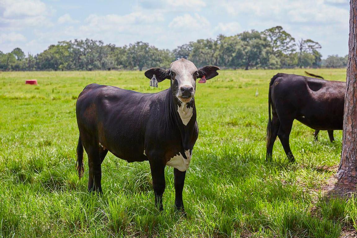 MARTIN COUNTY RANCH COMMUNITY - Land