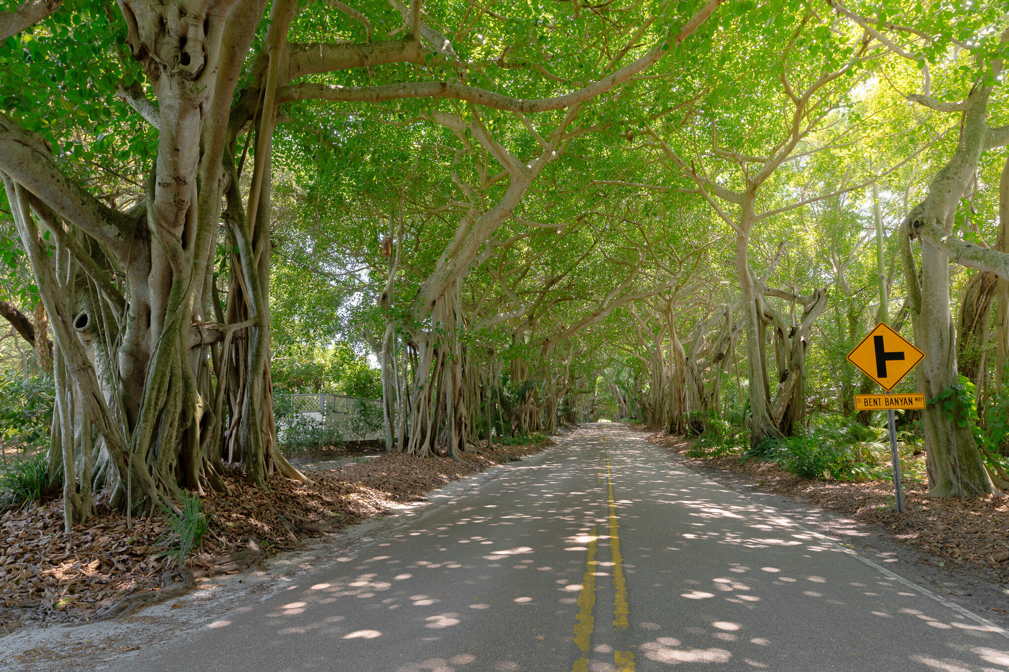 BANYAN TREE ESTATES - Residential