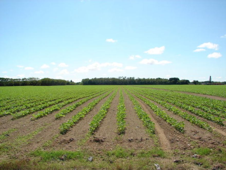 2,37 acres of Agriculture land,you may apply for a permit to build a house,several homes in the area, one across the lot and 2 at the end of the street.Great opportunity for someone that likes to grow plants,vegetables,etc and live in his own little farm.