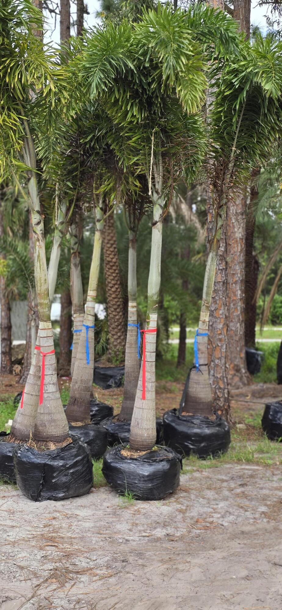 Loxahatchee Groves - Land