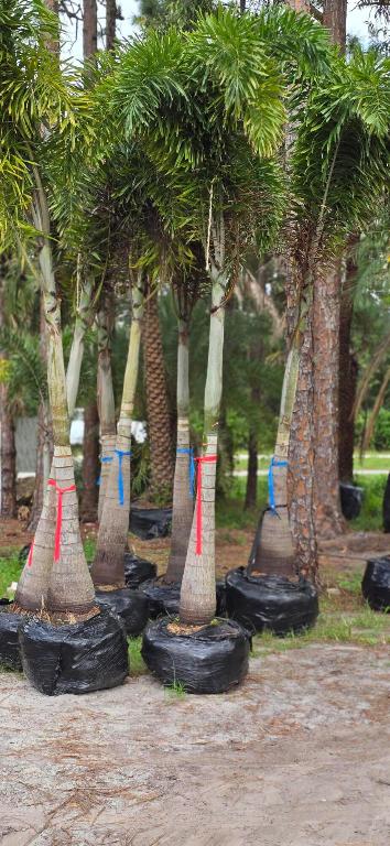 Loxahatchee Groves - Land