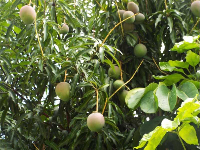 TARTAN COCONUT CREEK PH 1 - Residential