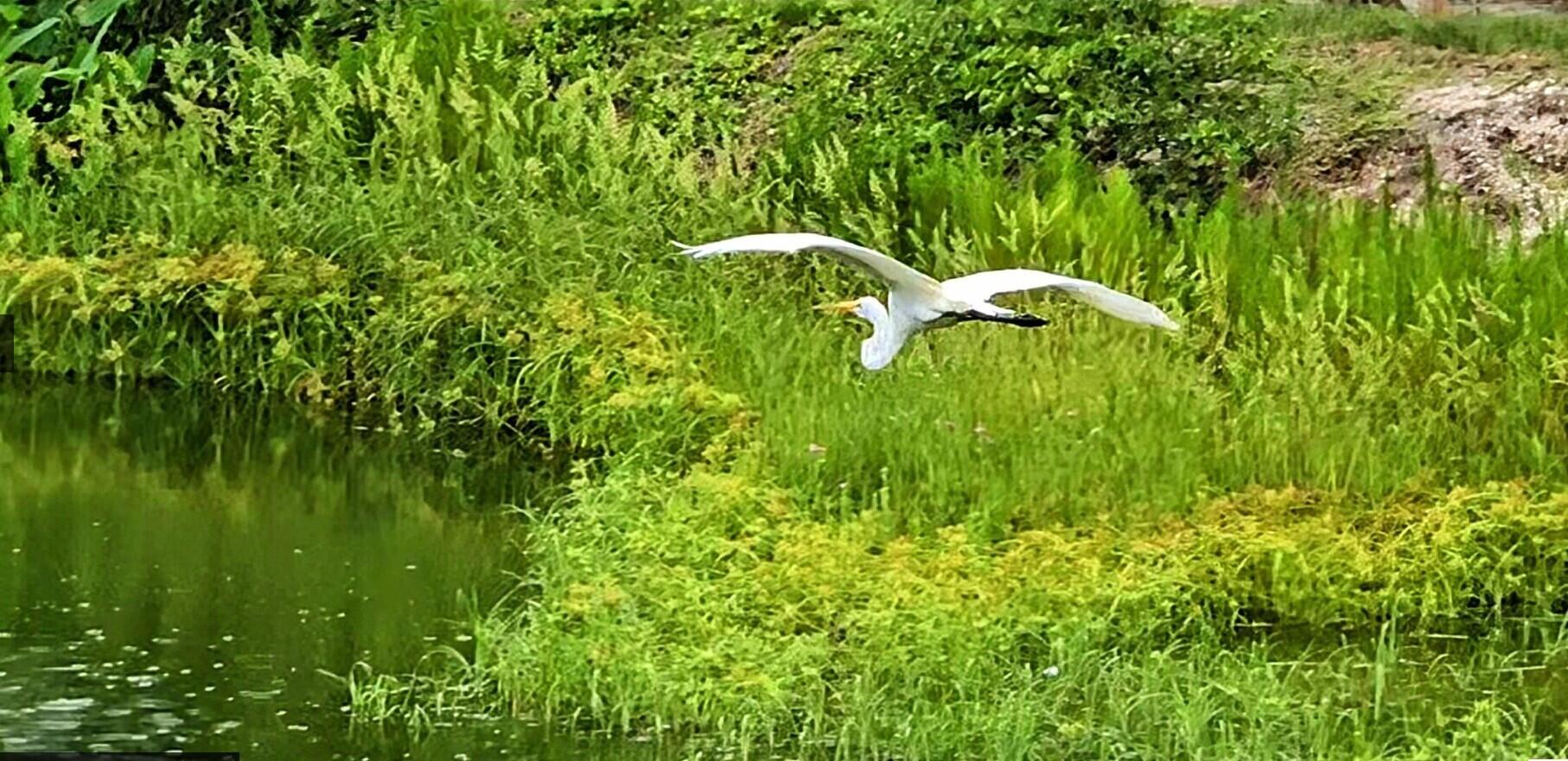 CENTRA Blue Lake Townhomes - Residential