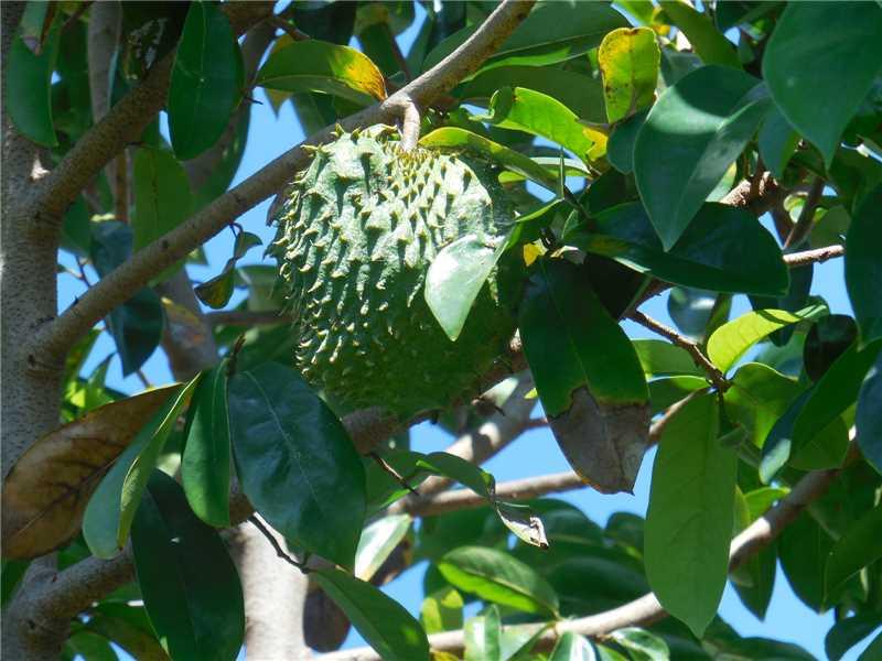 PINE TRAIL SOUTH - Residential Lease