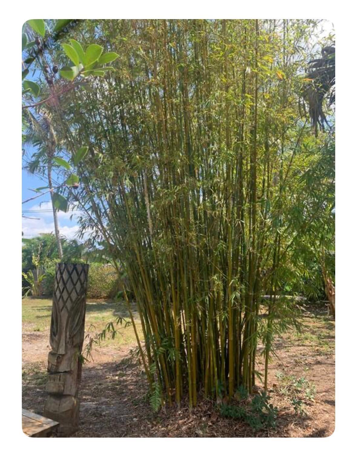 Prospect Gardens 22-26 B - Residential Lease