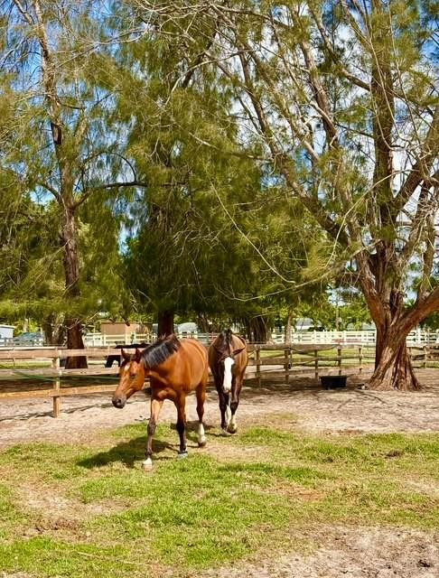 Fla Fruit Lands Co Sub 1 - Residential