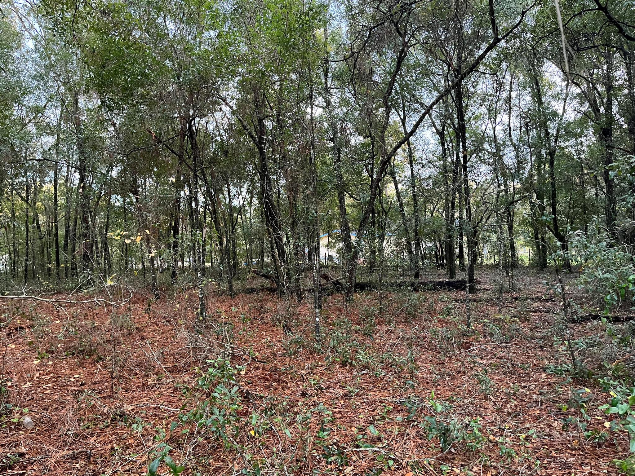Build your Home or bring your new Mobile Home to this peaceful oversized corner wooded lot. on a paved road with power poles on this block Keystone Heights offers many lakes for water sports, Gold Head State Park for exploring and camping, along with trails for bicycling. Town is centered between Palatka, Gainesville and Jacksonville.