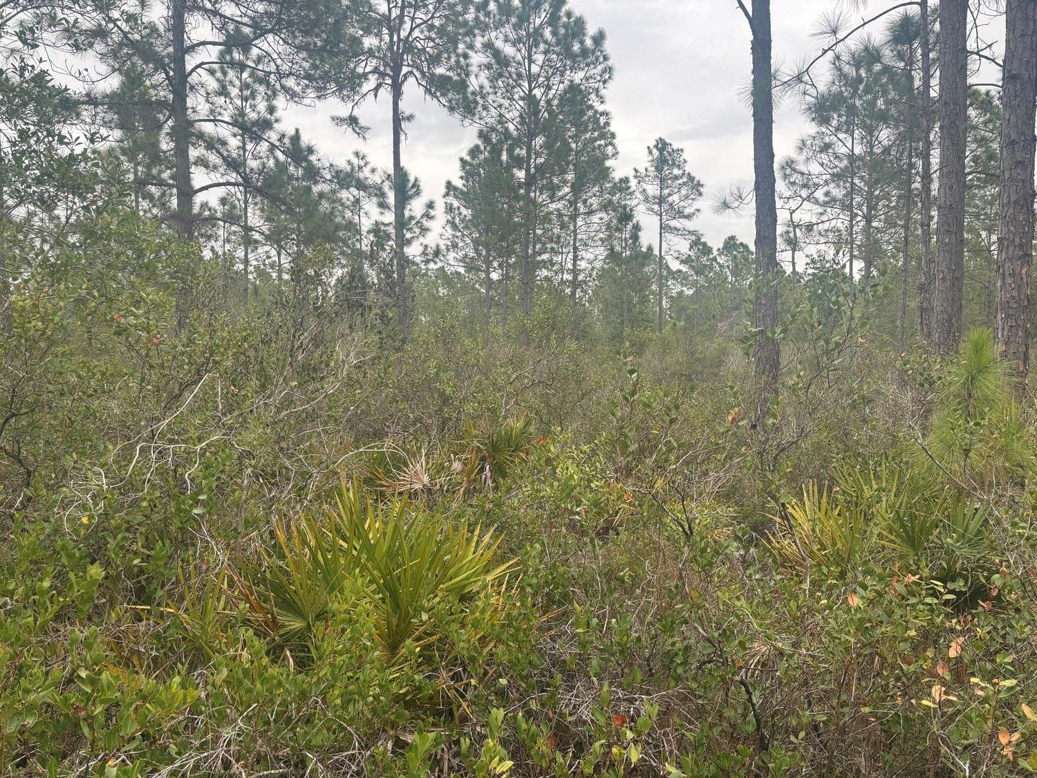 Opp168 Orlando Pines - Land