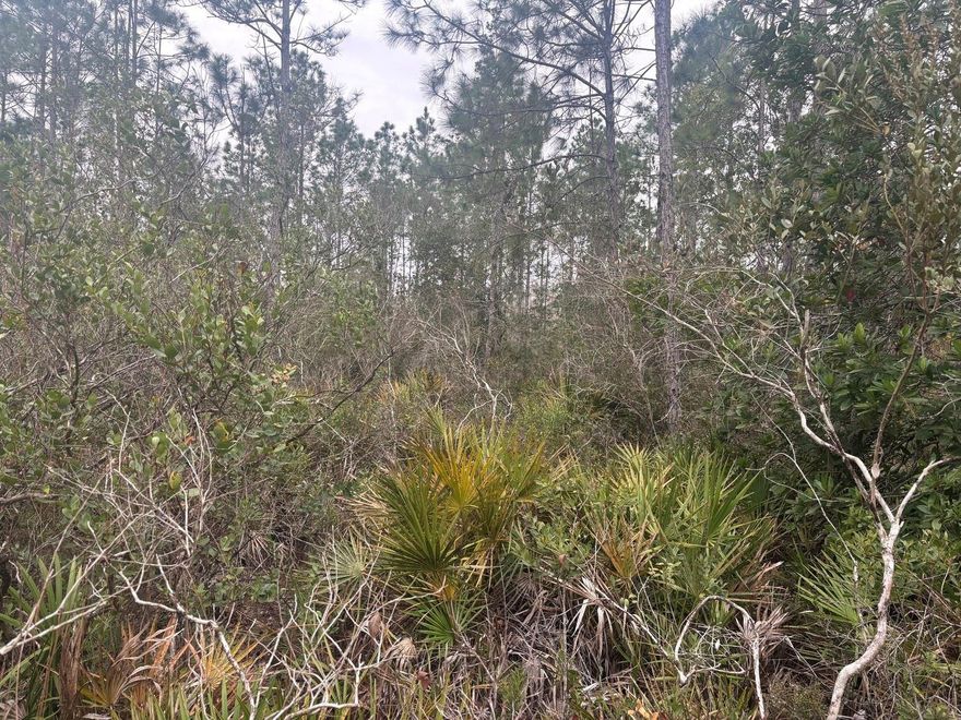 CAMP HUNT RIDE off Old Grade Road in Polk City, FL. This private one acre lot is a blank canvas for your recriational and/or agricultural ventures. Take advantage of our owner financing with only $1,500 down and no closing costs. Superb huting