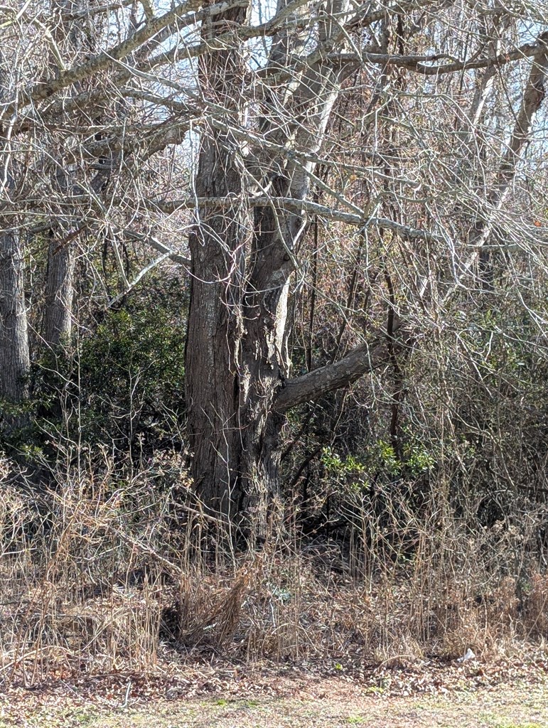 1 Scott Ln #1, Chincoteague, Virginia image 2