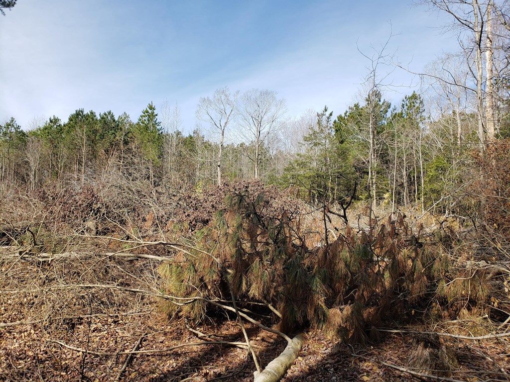 Lot 9 Undeveloped #9, Bloxom, Virginia image 2
