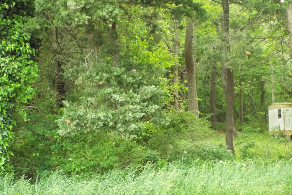Lot 167A Sand St #167A, Temperanceville, Virginia image 4