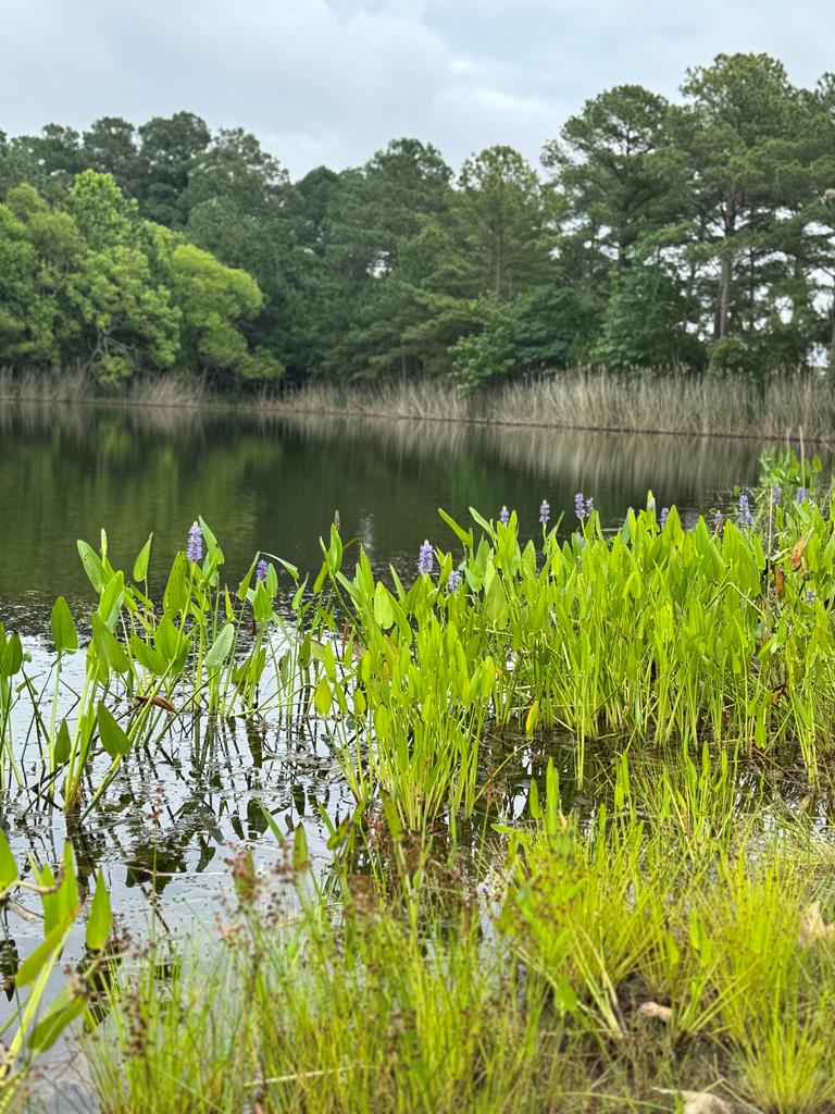 74 Creekside Ln #51, Cape Charles, Virginia image 9