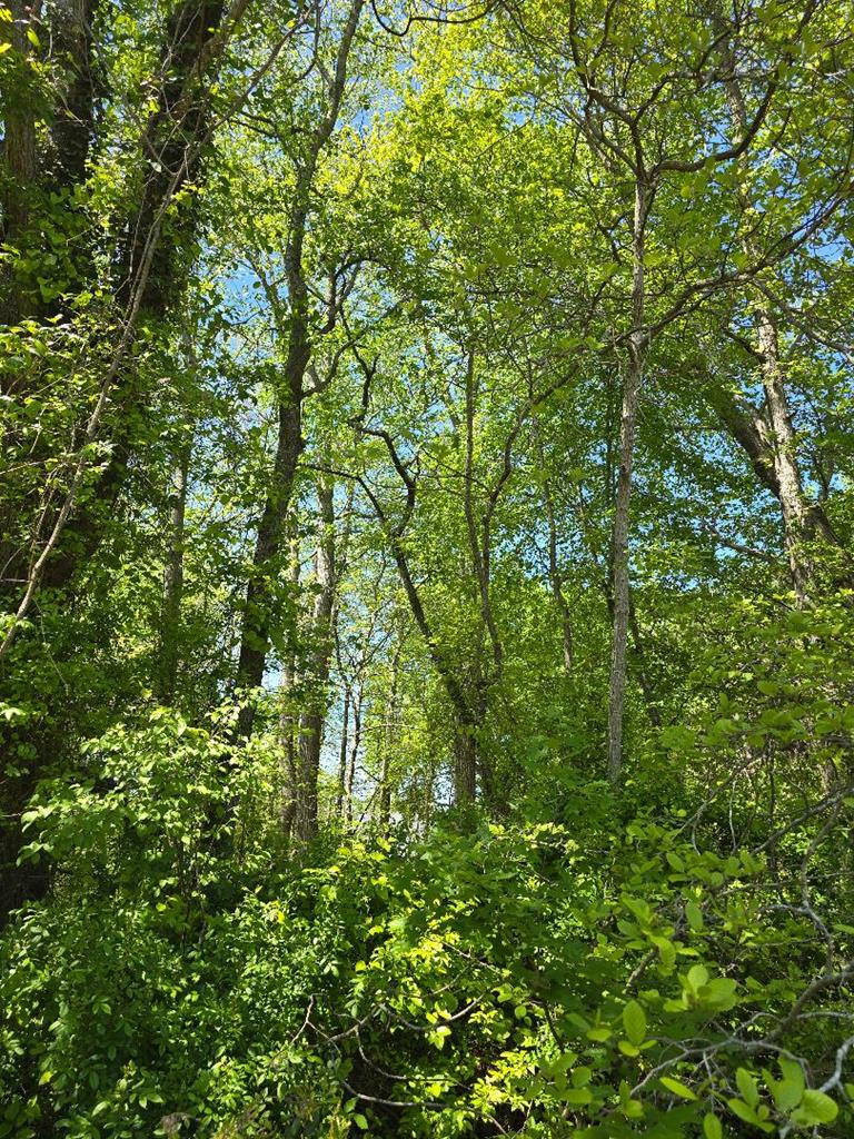 Winterville Rd, Bloxom, Virginia image 1