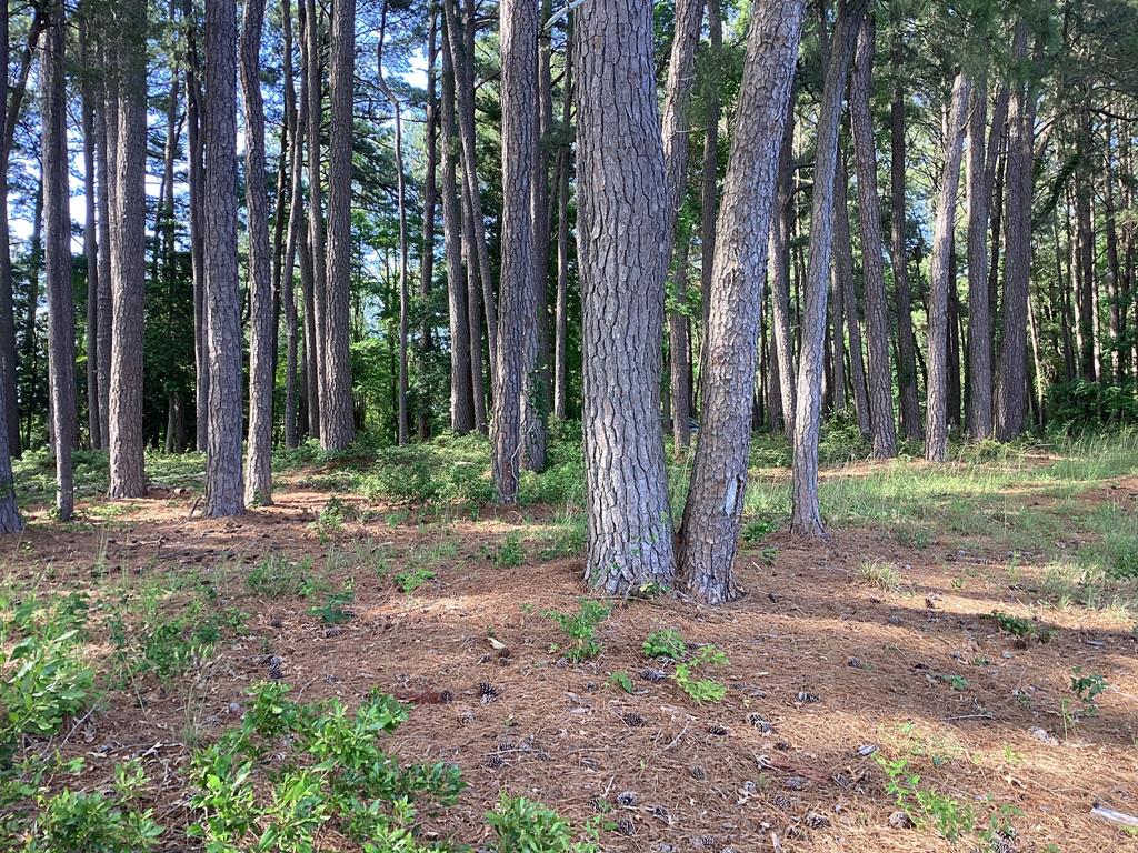 A6B White Tail Lane #A6B, Machipongo, Virginia image 41