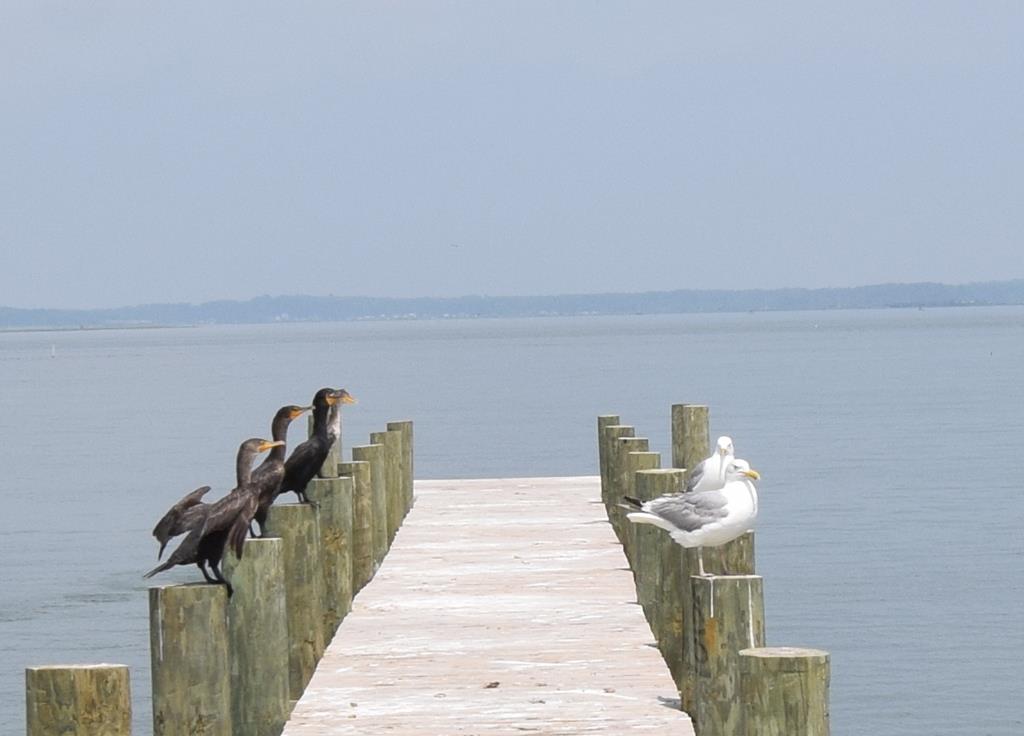 2522 Main St, Chincoteague, Virginia image 4