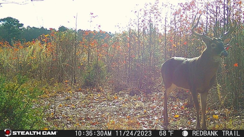 Lot 17 Red Bank Rd #17, Nassawadox, Virginia image 5