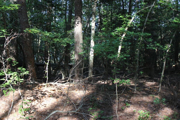 ADDRESS PRIVATE, GREENBACKVILLE, VA 23356 - Image ad60f6f9130ce1a233cdabb74a44f7e4/2748163897