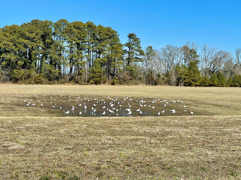 Lot 31 Miles Rd #31, New Church, Virginia image 15