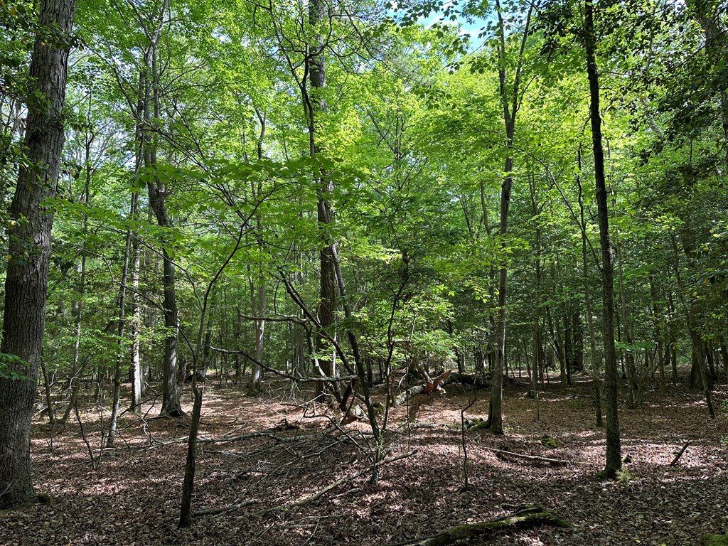 Lankford Hwy, Bloxom, Virginia image 12